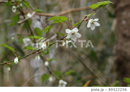 春に道端で咲く、キイチゴの白い花 春に道端で咲く、キイチゴの白い花 89322256
