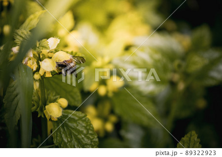 Yellow blooming nettle and bumblebee. Close-up of green leaves and yellow flowers in sunlight Yellow blooming nettle and bumblebee. Close-up of green leaves and yellow flowers in sunlight 89322923