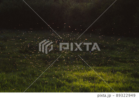 A swarm of mosquitoes in the backlight at sunset in the forest. Calm rural landscape A swarm of mosquitoes in the backlight at sunset in the forest. Calm rural landscape 89322949