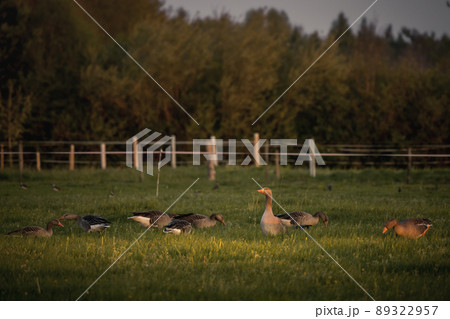 Gray geese on green grass on a sunset light of a countryside, anser anser, Wild geese feeding on meadow Gray geese on green grass on a sunset light of a countryside, anser anser, Wild geese feeding on meadow 89322957