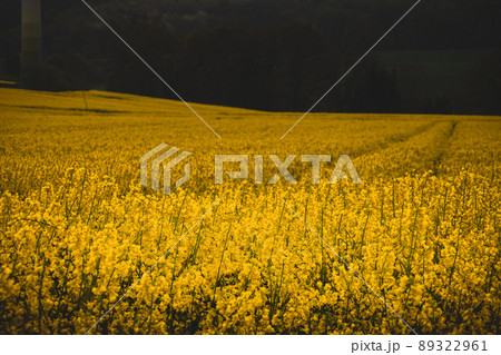 Yellow blooming rapeseed fields. Countryside landscape with a gray sky. Bright colorful spring and summer landscape Yellow blooming rapeseed fields. Countryside landscape with a gray sky. Bright colorful spring and summer landscape 89322961