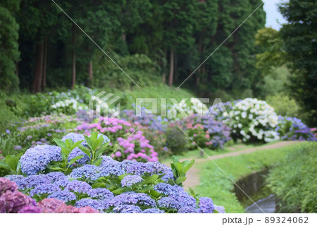 洗川あじさい園 89324062