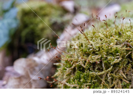 The stump is overgrown with moss. There are mushrooms growing on the beautiful stump. Close-up of a cutted mossy tree 89324145