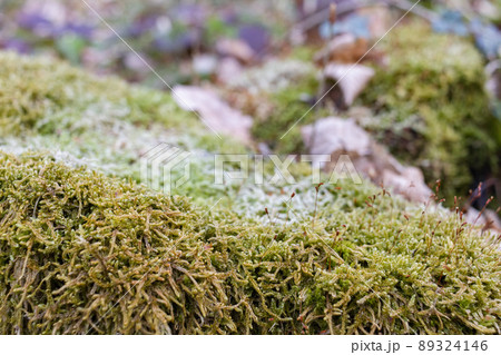 The stump is overgrown with moss. There are mushrooms growing on the beautiful stump. Close-up of a cutted mossy tree 89324146