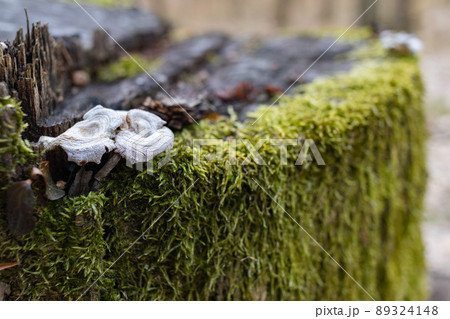 The stump is overgrown with moss. There are mushrooms growing on the beautiful stump. Close-up of a cutted mossy tree The stump is overgrown with moss. There are mushrooms growing on the beautiful stump. Close-up of a cutted mossy tree 89324148