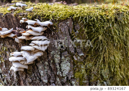 The stump is overgrown with moss. There are mushrooms growing on the beautiful stump. Close-up of a cutted mossy tree 89324167