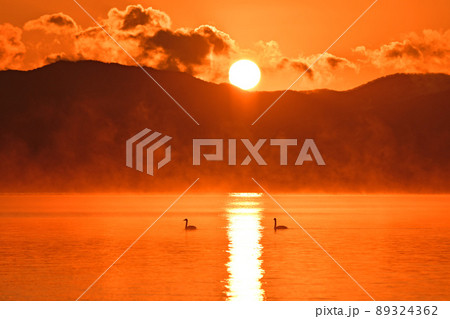 猪苗代湖の白鳥 89324362