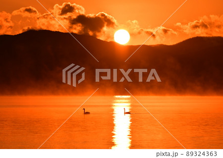 猪苗代湖の白鳥 89324363