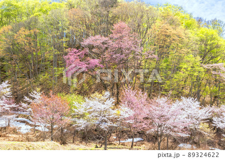 新緑の森と桜並木 新緑の森と桜並木 89324622