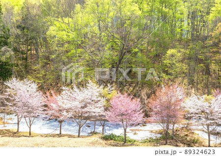 新緑の森と残雪と山桜 新緑の森と残雪と山桜 89324623