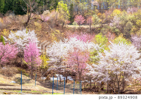 新緑の芽生えと山桜 89324908
