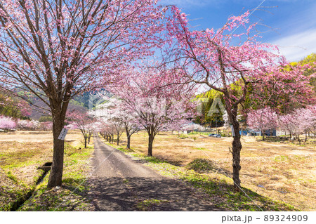 桜の里5 桜の里5 89324909