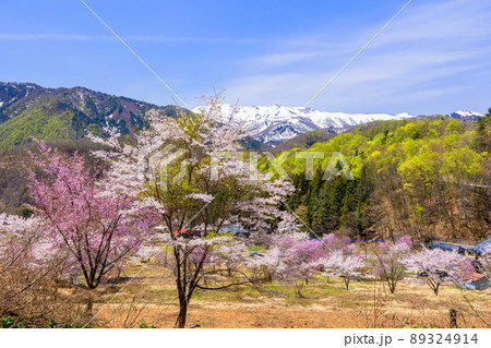 桜の里の遅い春2 89324914
