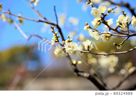 梅の花　緑咢 89324989