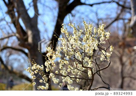梅の花 緑咢 梅の花 緑咢 89324993