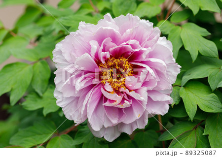 百花の王 百花の王 89325087