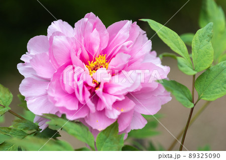 百花の王 百花の王 89325090