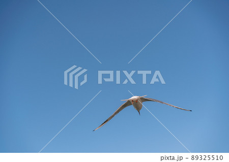 White seagull flies in the blue sky, seagull flies flying bird White seagull flies in the blue sky, seagull flies flying bird 89325510