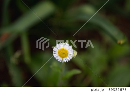 よく見かける花ですが可愛すぎます。 89325673