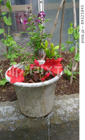 去年挿し木して根を出したツツジの花が咲きました 去年挿し木して根を出したツツジの花が咲きました 89325845