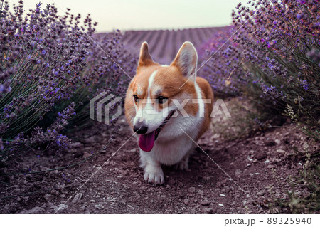 Pembroke Welsh Corgi runs in a large lavender field. Lavender grows in rows. 89325940
