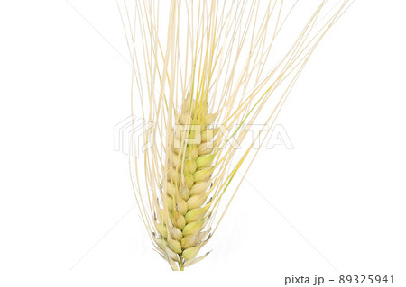【麦】 (深度合成) 89325941