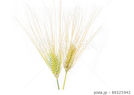 【麦】 (深度合成) 89325942