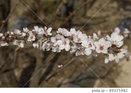 ユスラウメ 花 植物の写真素材 3259