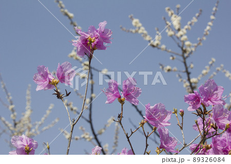 花 植物 春 89326084