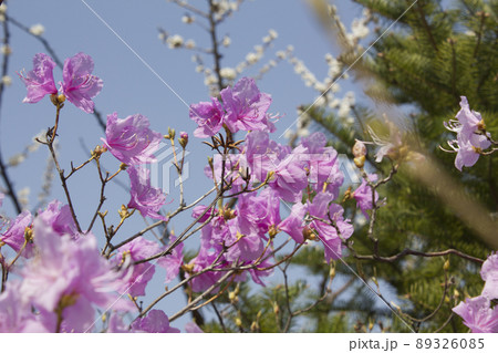 春 花 植物 89326085