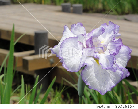 花菖蒲 花菖蒲 89326157