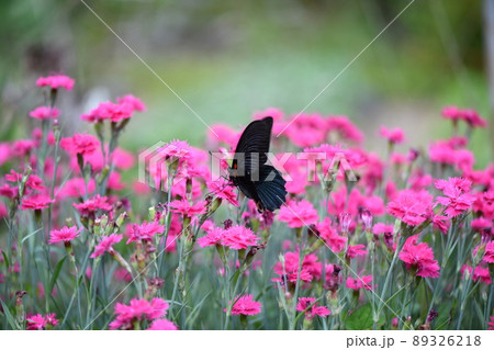 ナガサキアゲハと撫子（ナデシコ） 89326218