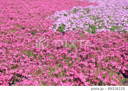 芝桜 89326220
