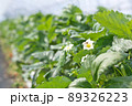 苺とミツバチ 89326223