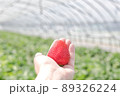 苺 89326224