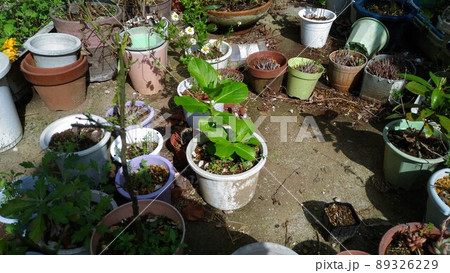 去年挿し木して根を出したアジサイの植え替え 89326229