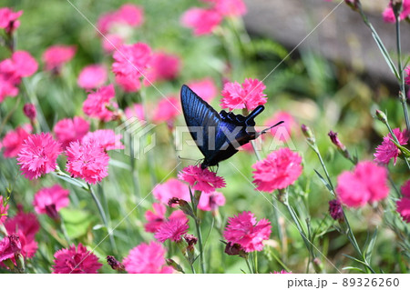 カラスアゲハと撫子（ナデシコ） 89326260