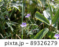 能取岬で見つけたエゾフウロの花 89326279