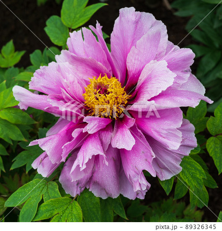 雨露に映えるピンク色の大輪の牡丹 89326345