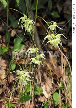 キバナイカリソウの花開く　福島県只見町 89326481
