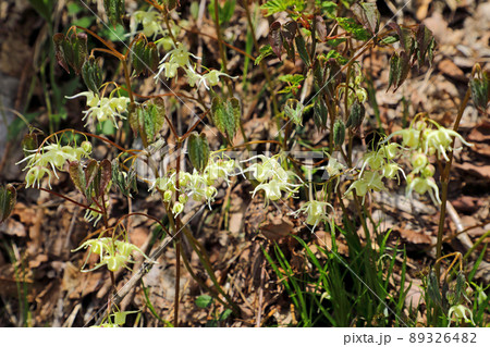 キバナイカリソウの花開く　福島県只見町 89326482