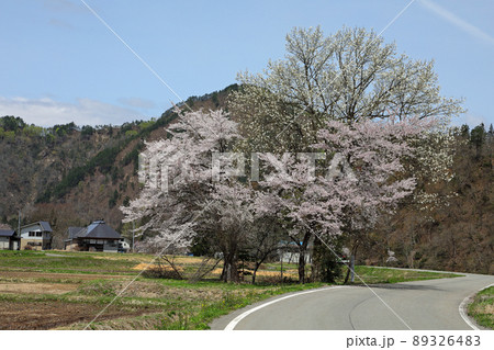 黒谷川の大コブシの花開く　福島県只見町 89326483