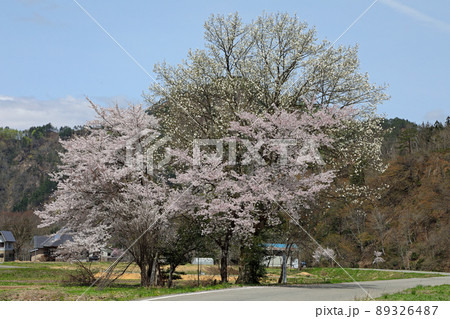 黒谷川の大コブシの花開く 福島県只見町 黒谷川の大コブシの花開く 福島県只見町 89326487