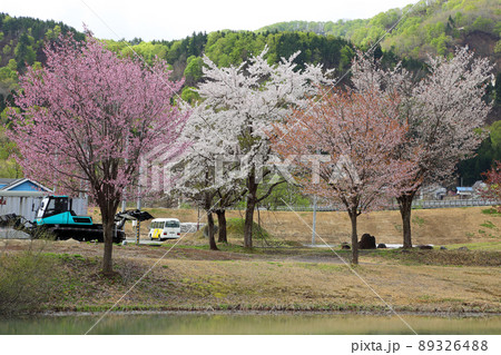 亀岡サッカー場の桜の花開く 福島県只見町 亀岡サッカー場の桜の花開く 福島県只見町 89326488