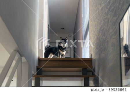 階段からこちらを見つめる黒柴 階段からこちらを見つめる黒柴 89326665