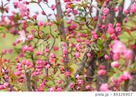 咲き始めたハナカイドウの花 咲き始めたハナカイドウの花 89326907