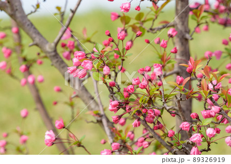 咲き始めたハナカイドウの花 89326919