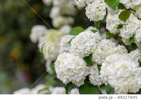 白いオオデマリの花 89327045