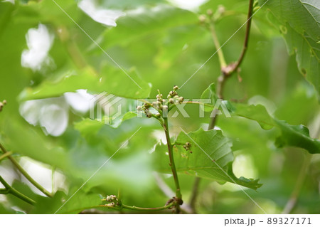 ブナ科ナラガシワ(楢柏)の雌花・幼果 ブナ科ナラガシワ(楢柏)の雌花・幼果 89327171