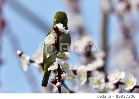 満開の白梅にメジロ (春イメージ) 満開の白梅にメジロ (春イメージ) 89327206
